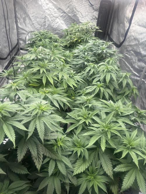 Lebrons Second Grow. Week 5 - 3/3