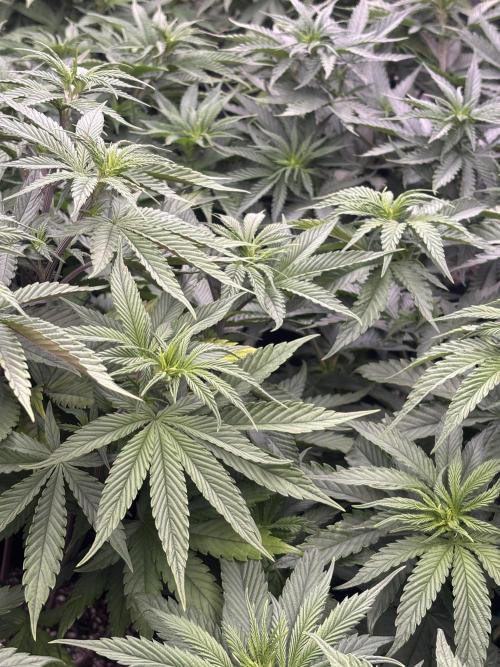 Lebrons Second Grow. Week 6 - 3/4