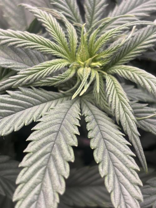 Lebrons Second Grow. Week 6 - 3/5