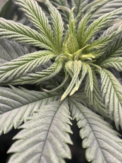 Lebrons Second Grow. Week 6 - 3/5