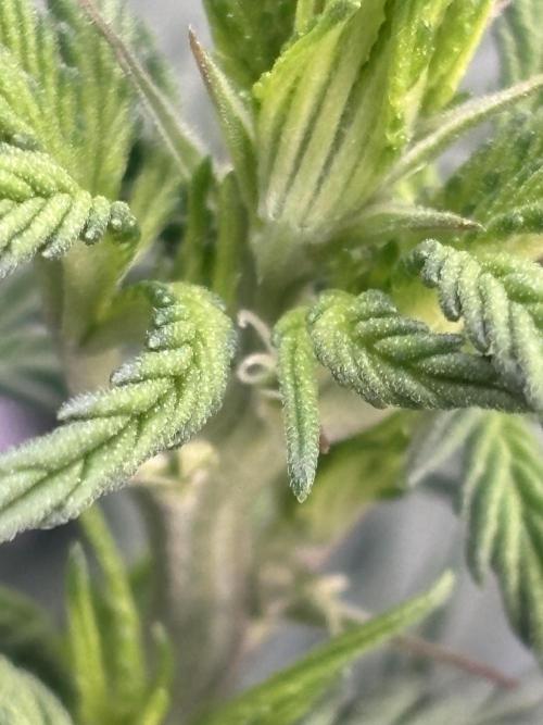 Lebrons Second Grow. Week 6 - 3/8