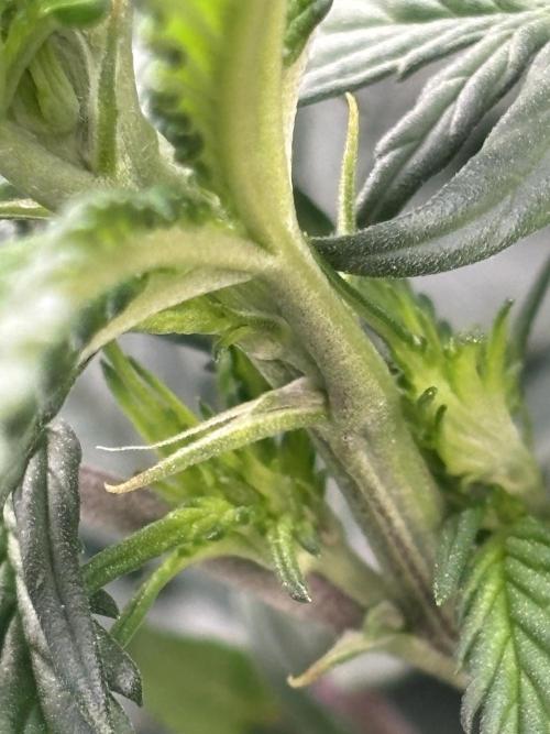 Lebrons Second Grow. Week 6 - 3/8