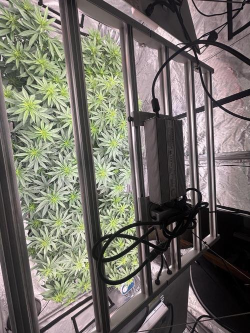 Lebrons Second Grow. Week 6 - 3/8