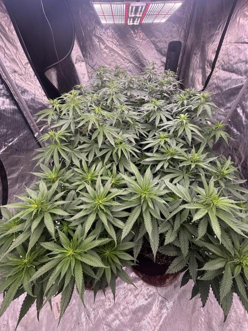 Lebrons Second Grow. Week 6 - 3/8