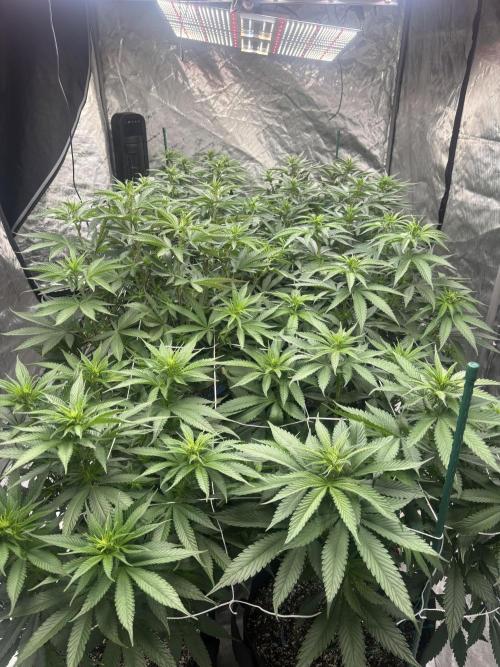 Lebrons Second Grow. Week 6 - 3/10