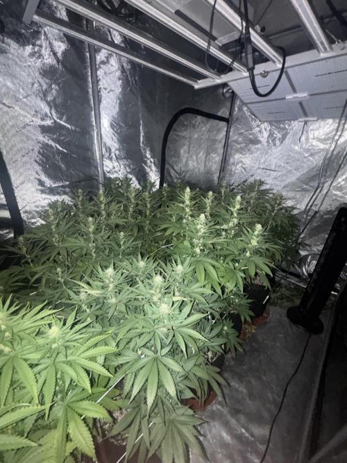 Lebrons Second Grow. Week 8 - 3/24