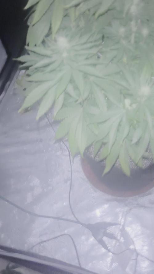 Lebrons Second Grow