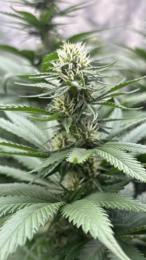 Lebrons Second Grow. Week 8 - 3/24
