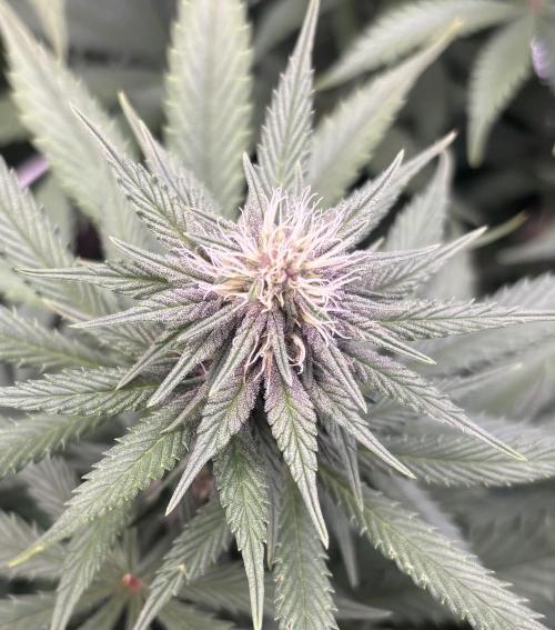 Lebrons Second Grow. Week 8