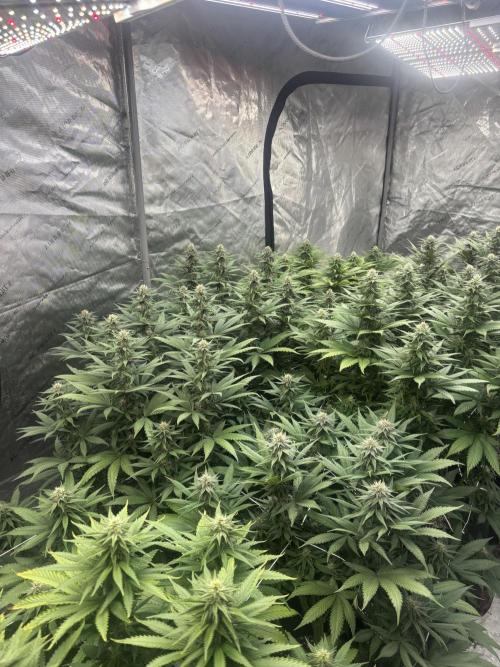 Lebrons Second Grow. Week 9 - 3/28