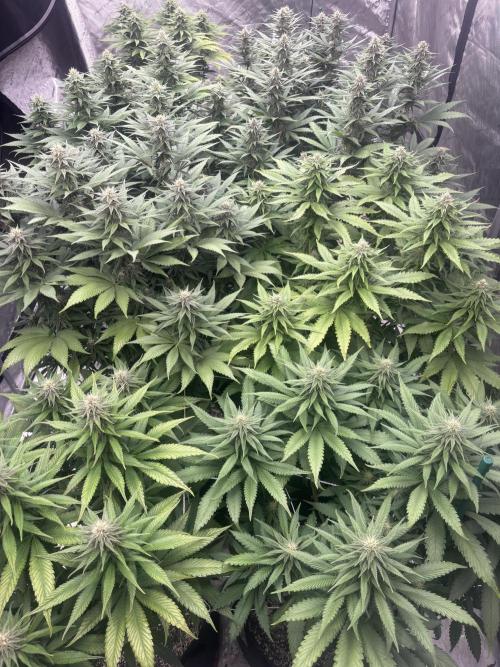 Lebrons Second Grow. Week 9 - 3/28