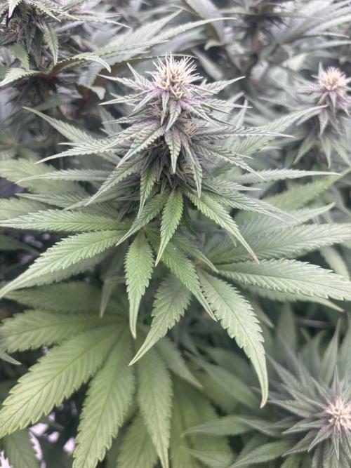 Lebrons Second Grow. Week 9 - 3/29