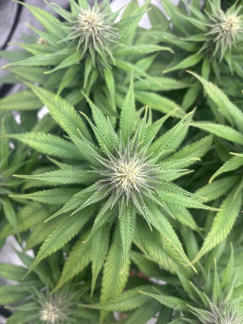 Lebrons Second Grow. Week 9 - 3/29