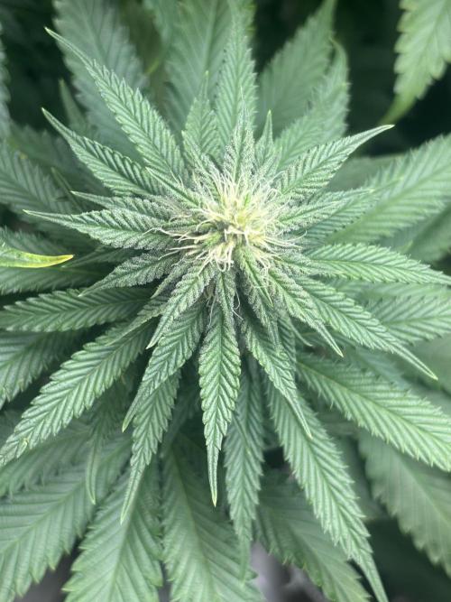 Lebrons Second Grow. Week 9 - 3/29