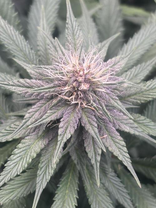 Lebrons Second Grow. Week 9 - 3/29