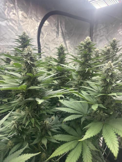 Lebrons Second Grow. Week 9 - 3/29