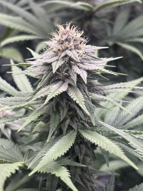Lebrons Second Grow. Week 10 - 3/5