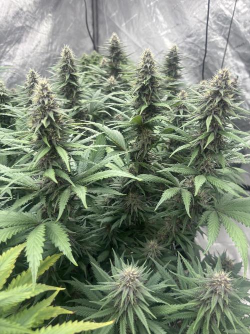 Lebrons Second Grow. Week 10 - 3/5