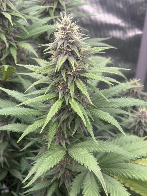 Lebrons Second Grow. Week 10 - 3/5