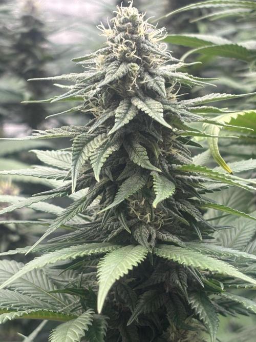 Lebrons Second Grow. Week 10 - 3/5