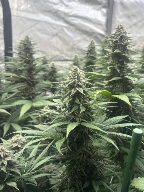 Lebrons Second Grow. Week 10 - 3/5