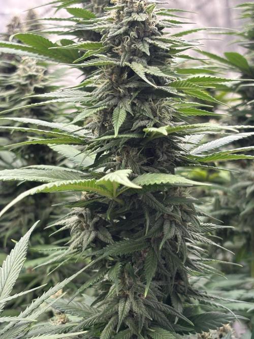Lebrons Second Grow. Week 11 - 4/8