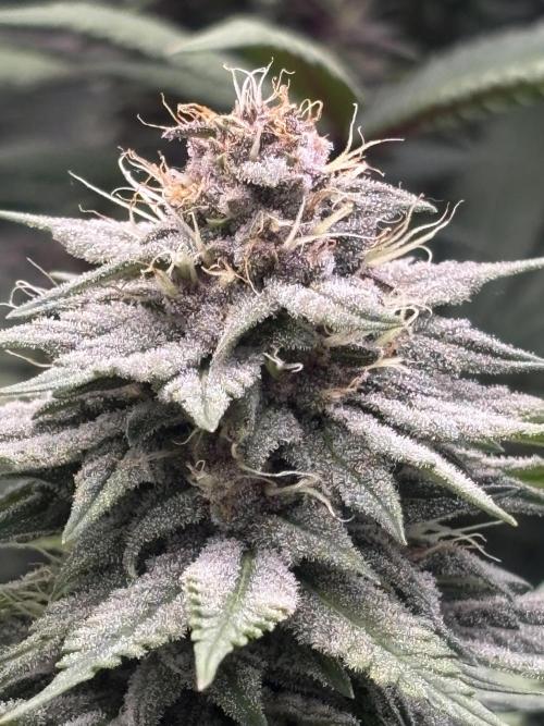 Lebrons Second Grow. Week 11 - 4/8