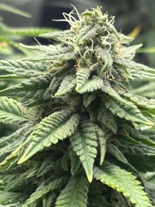 Lebrons Second Grow. Week 11 - 4/8