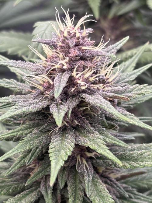 Lebrons Second Grow. Week 11 - 4/8