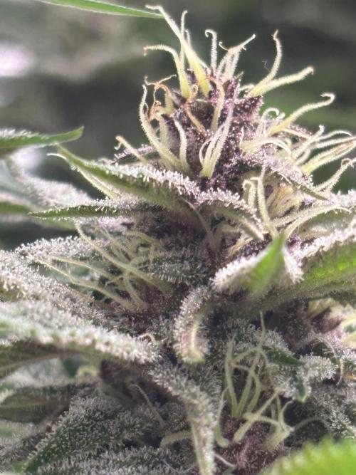 Lebrons Second Grow. Week 11 - 3/9