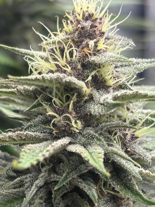 Lebrons Second Grow. Week 11 - 3/9