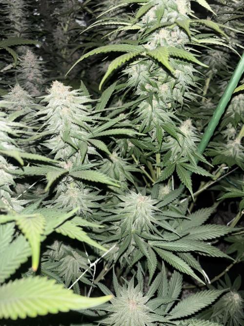 Lebrons Second Grow. Week 11 - 3/9