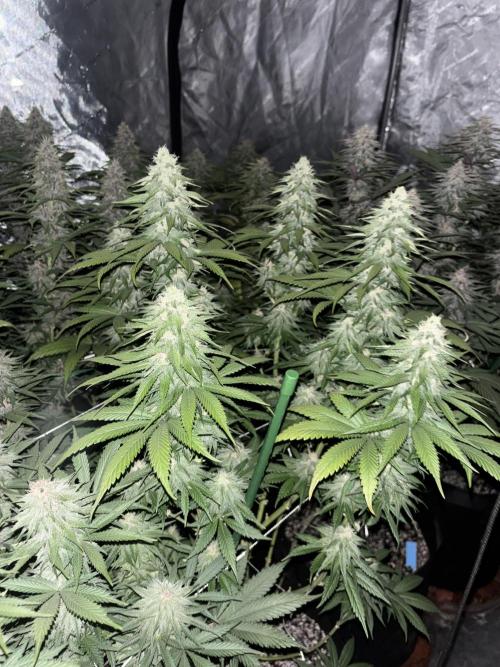 Lebrons Second Grow. Week 11 - 3/9