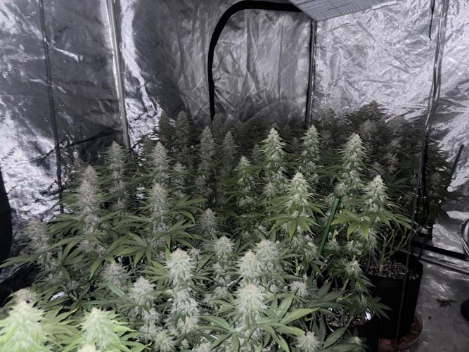 Lebrons Second Grow. Week 11 - 3/9