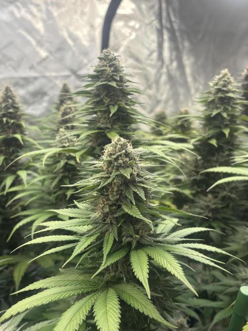 Lebrons Second Grow. Week 12 - 4/16