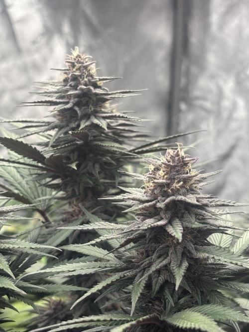 Lebrons Second Grow. Week 12 - 4/16