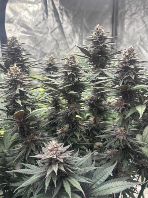 Lebrons Second Grow. Week 12 - 4/16
