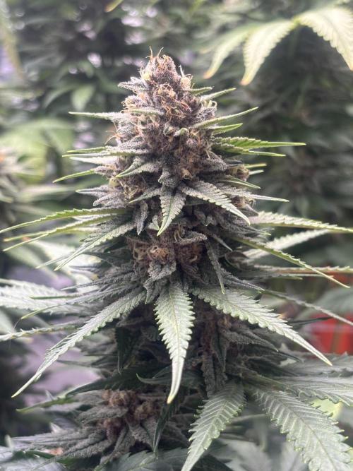 Lebrons Second Grow. Week 12 - 4/16