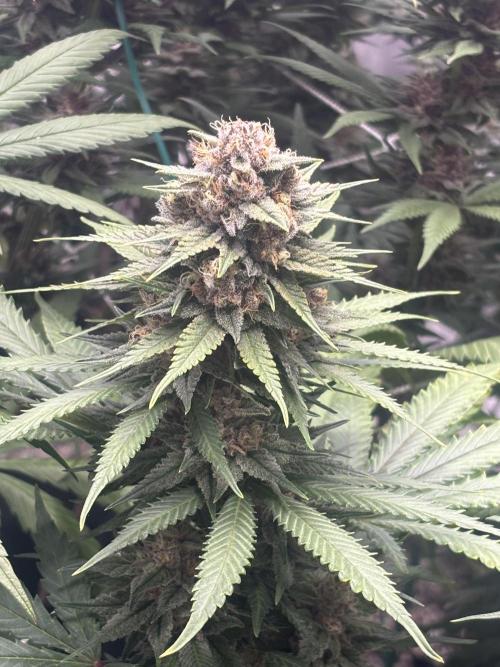 Lebrons Second Grow. Week 12 - 4/16