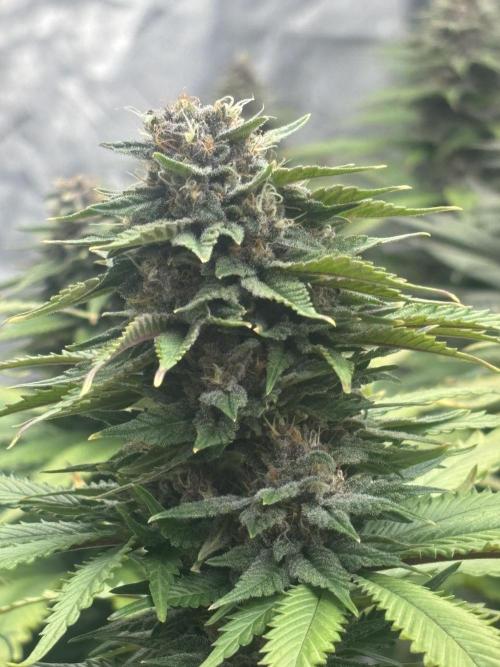 Lebrons Second Grow. Week 12 - 4/16