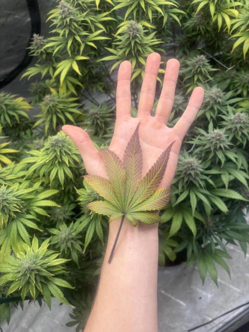 Lebrons Second Grow. Week 12 - 4/20