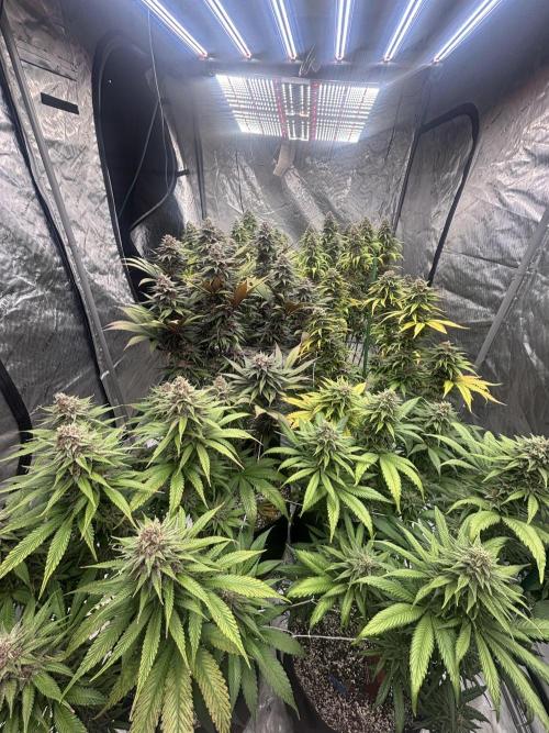 Lebrons Second Grow. Week 12 - 4/20