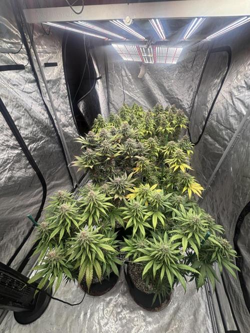 Lebrons Second Grow. Week 12 - 4/20