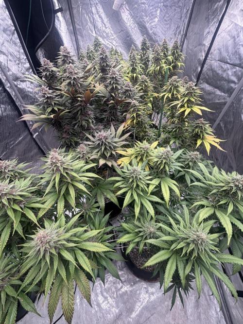 Lebrons Second Grow. Week 12 - 4/20