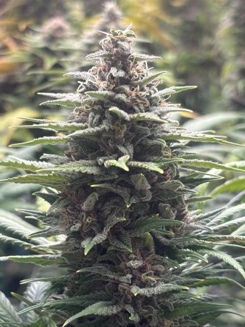 Lebrons Second Grow. Week 12 - 4/21