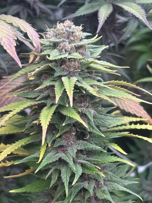 Lebrons Second Grow. Week 12 - 4/21
