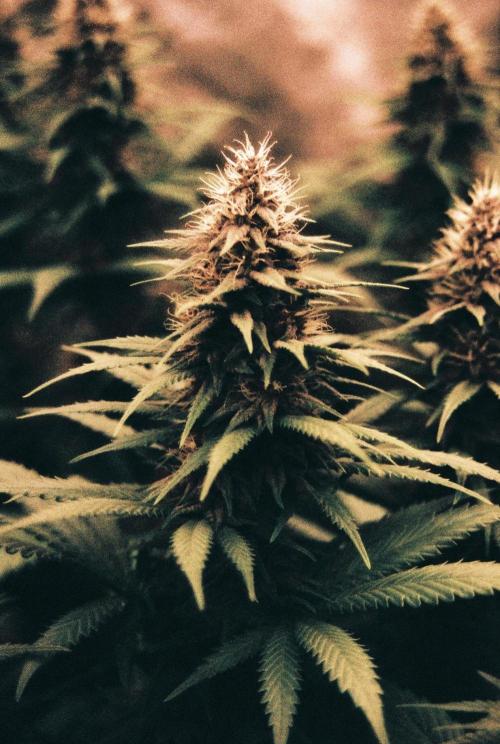 Lebrons Second Grow. Week 14