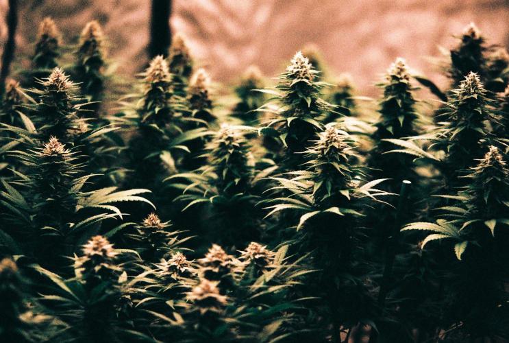 Lebrons Second Grow. Week 14