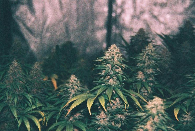 Lebrons Second Grow. Week 14