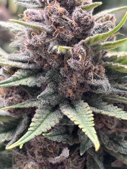 Lebrons Second Grow. Week 14 - 4/26